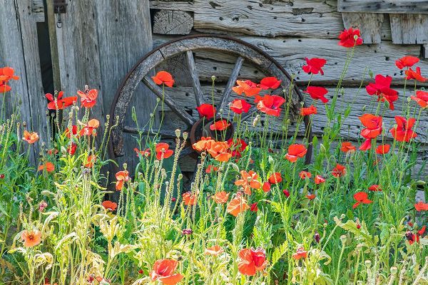 Wilson, Emily M. 아티스트의 Castroville-Texas-USA-Poppies and historic buildings in the Texas Hill Country작품입니다.